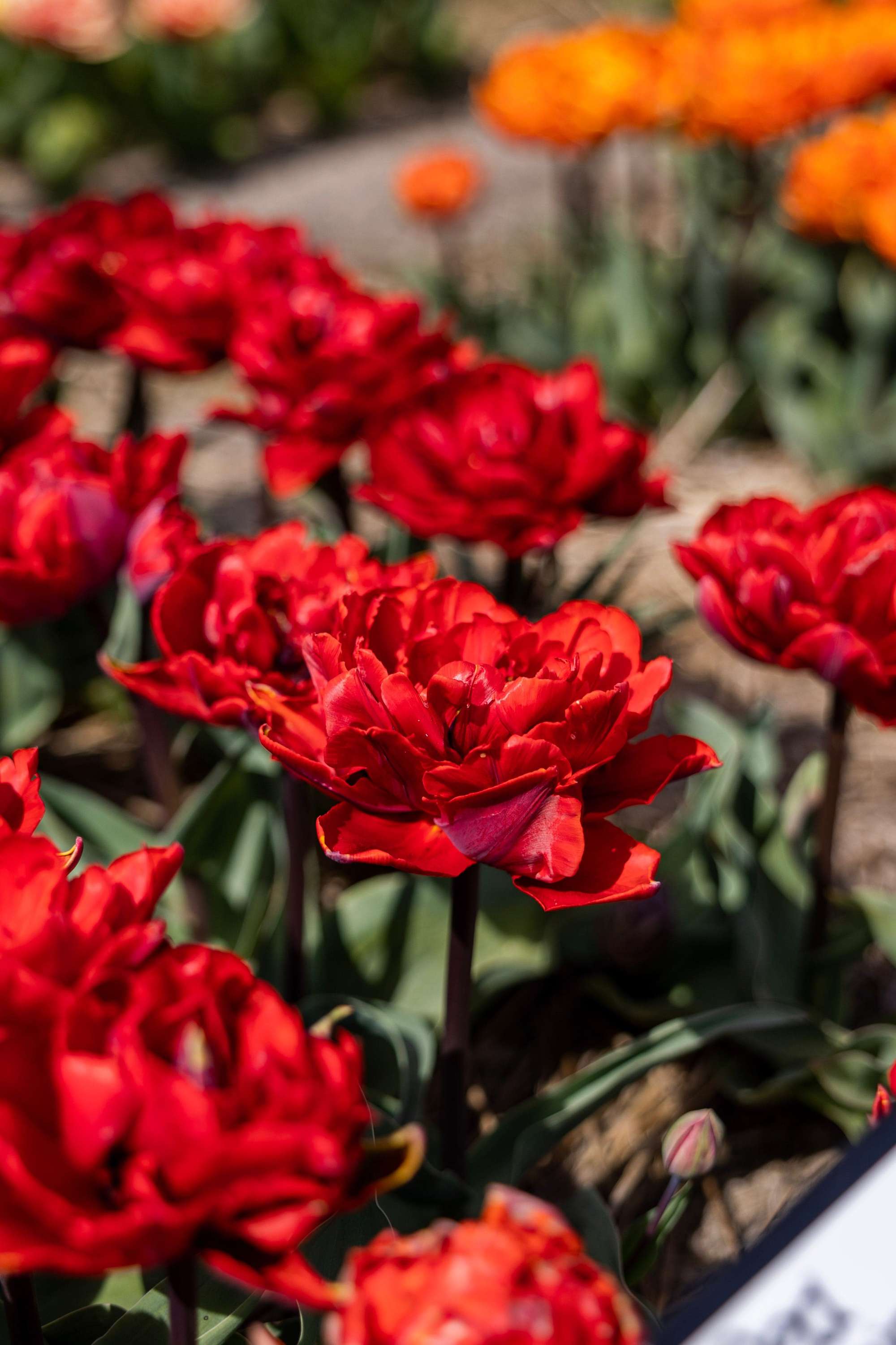Tulpe 'Red Princess'